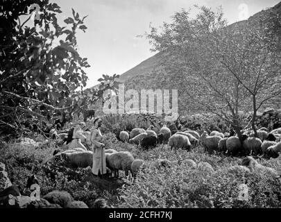 'Middel East History - Set von dreizehn ausgewählten Folien des Hirtenlebens illustrieren die dreiundzwanzigsten Psalm. ''Er macht mich auf grünen Weiden liegen'''. Stockfoto