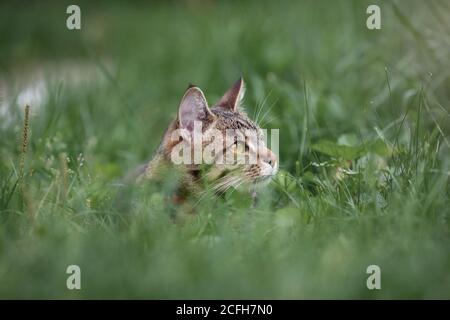 Kopf der tabby grau erwachsenen Hauskatze sitzt in grün Gras im Garten Stockfoto