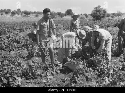 Originalunterschrift: Die Vintage-Saison Zikh'ron Ya'aqov Juli 24 1939. Gruppe von Weinpflückern (neu), die überzählige Polizisten als Wächter zeigen - Ort: Israel--Zikhron YaÊ»aá¸³ov ca. 1939 Stockfoto