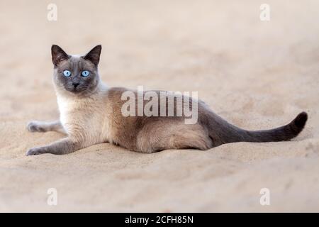 Thailändische Katze mit blauen Augen liegt draußen am Sand Der Sommerstrand Stockfoto