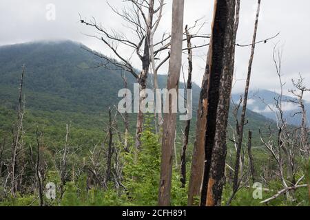Neues Wachstum bei Totholz aus dem Wildbrand 2016 in Gatlinburg, Tennessee, USA. Stockfoto