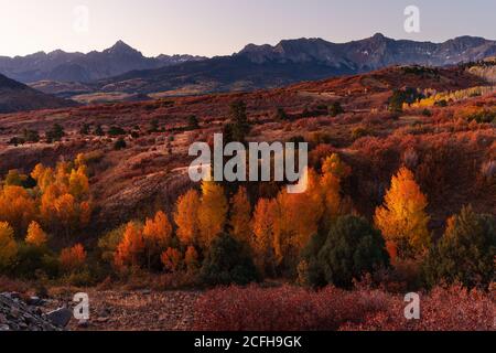 Aspen Bäume mit Herbstfarben in Colorado an der Dallas Divide Stockfoto