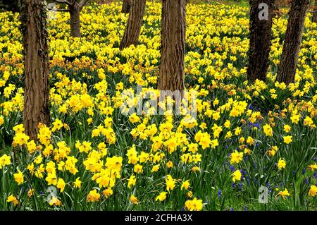 Buntes Feld von gelben frühlingsblühenden Narzissen, die unter Baumkronen auf Cape Cod, Massachusetts wachsen. Stockfoto