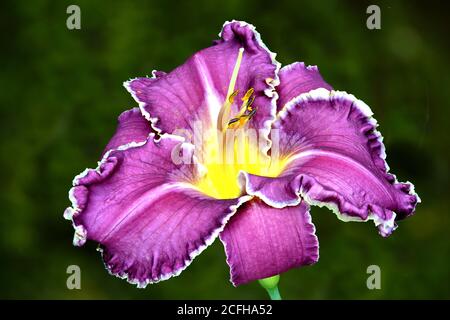 Nahaufnahme von schönen violetten und gelben Blütenstaub Daylilienblüte (Hemerocallis) mit gerafften Blütenblättern in weiß eingefasst. Stockfoto