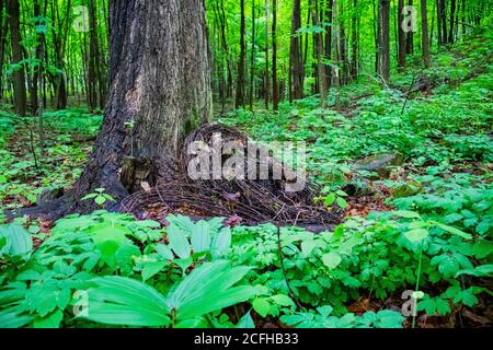 Alte Stacheldraht in den Wäldern im Oka Park in Quebec links. Stockfoto