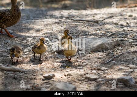 Baby Mallard Enten, herumlaufen, während Mama in der Nähe beobachtet. Stockfoto