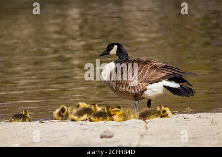 Eine Kanadische Gans ruht sich aus, während sie über ihre Küken schaut. Stockfoto