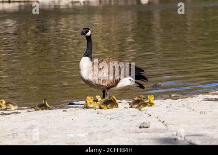 Kanadische Gans mit ihren Küken, die sich umsehen. Stockfoto