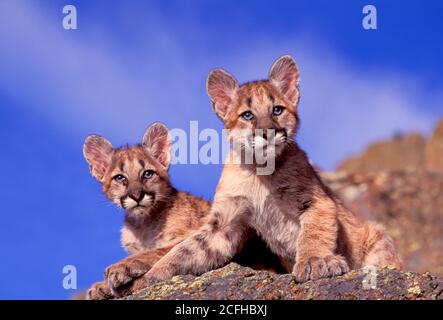 Mountain Lion Cubs, Montana, USA Stockfoto