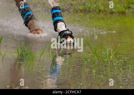 Raeford, North Carolina, USA. September 2020. 5. September 2020 - Raeford, North Carolina, USA - EIN Pferdehuf berührt gerade die Oberfläche des Wassers, während er den Cross-Country Kurs bei den Five Points Horse Trials, 5. September 2020 im Carolina Horse Park in Raeford, N.C. durchquert Die Pferdeprüfung besteht aus drei verschiedenen Prüfungen - Dressur, Cross-Country und Springreiten, die in der Regel an einem oder zwei Tagen. Die Teilnehmer müssen während jeder Veranstaltung das gleiche Pferd reiten. Die Five Points Horse Trials ziehen Reiter und ihre Pferde aus dem Osten der Vereinigten Staaten an. (Credit Ima Stockfoto