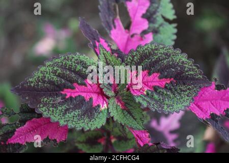 Mehrfarbige Blätter rosa, lila und grüne Farbe Blätter wachsen in Garten Stockfoto