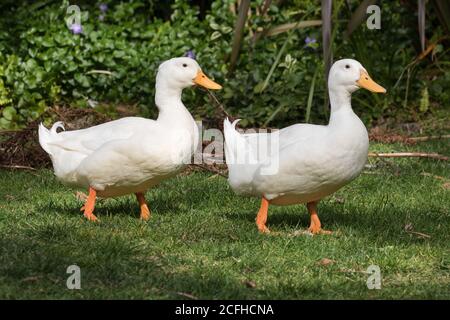 Weiße Enten, die über eine Parklawme laufen Stockfoto