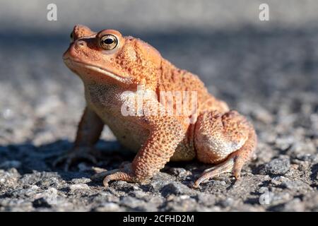 Amerikanische Kröte (Anaxyrus americanus) - North Carolina Arboretum, Asheville, North Carolina, USA Stockfoto