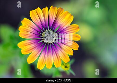 Afrikanische Gänseblümchen 'Zion Purple Sun' (Osteospermum ecklonis) - Asheville, North Carolina, USA Stockfoto