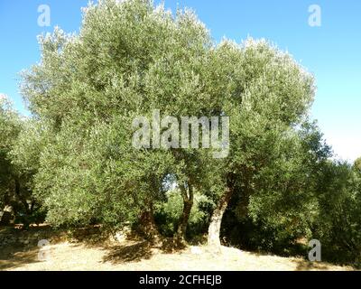 Hundertjähriger Olivenbaum in Salento - Italien Stockfoto