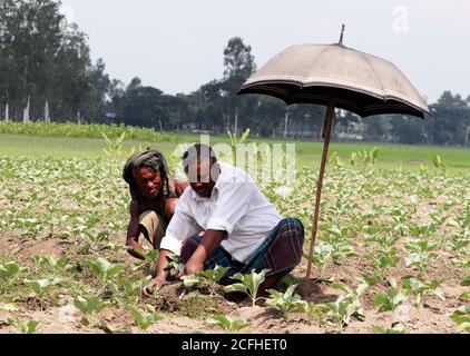 Zwei asiatische Tagelöhner, die mit einem Regenschirm über ihnen arbeiten Kopf auf einem bangladeschischen landwirtschaftlichen Feld Stockfoto