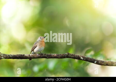 Ein kleiner Rotkehlchen-Flycatcher steht auf dem Zweig isoliert auf verschwommenem grünen Wald im Hintergrund. Vogelzug. Nam-Nao-Nationalpark Stockfoto