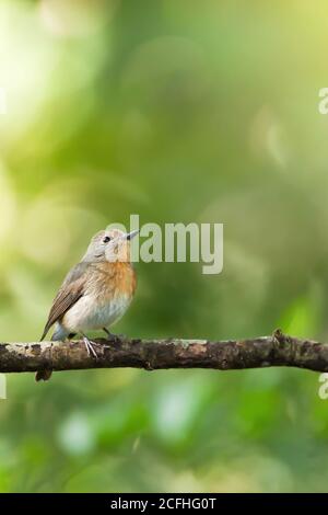 Ein kleiner Rotkehlchen-Flycatcher steht auf dem Zweig isoliert auf verschwommenem grünen Wald im Hintergrund. Vogelzug. Nam-Nao-Nationalpark Stockfoto