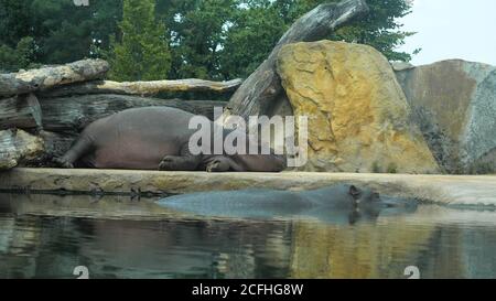 Hippopotamus schläft in der Voliere. Stockfoto