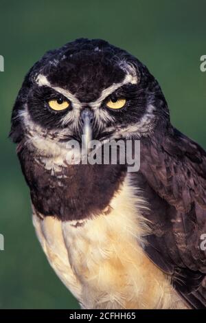 Spectaled Owl, Nahaufnahme mit verschwommenem grünen Hintergrund Stockfoto