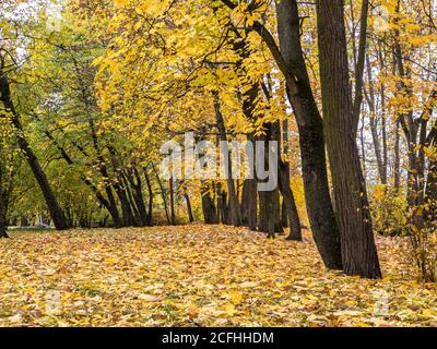Schöne malerische Aussicht auf herbstlichen Park. Hohe Ahornbäume mit hellgelben Laub Stockfoto
