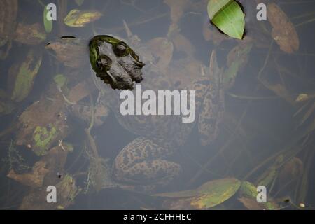 Große amerikanische Bullfrog halb in einem Teich untergetaucht Stockfoto