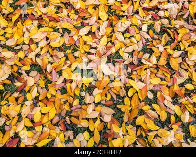 Leuchtend gelbe und orange Buche Laub auf grünem Gras Hintergrund Stockfoto