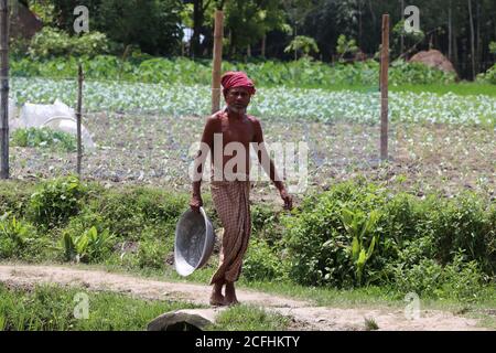 Asiatischer Landwirt, der in einem ländlichen Gebiet von Bogura, Bangladesch, die reifen Pflanzen pflücken und Schüssel zu einem landwirtschaftlichen Feld trägt Stockfoto