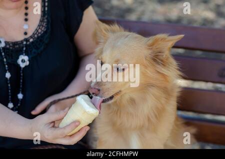 Eine Erwachsene Frau von 42 Jahren füttert ihr Hundeeis. Langhaarige rote Haustier der Mischrasse isst Eis aus den Händen einer Frau. Liebe für Tiere. Stockfoto