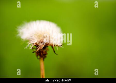 Alte weiße Löwenzahn wächst auf dem Feld. Stockfoto