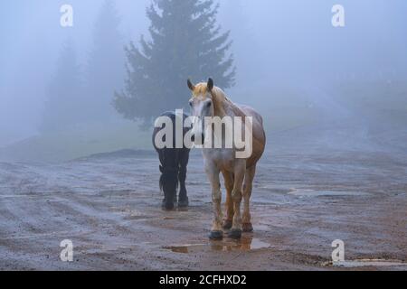 feralpferde im Apuseni-Gebirge; die Tiere kommen manchmal in Dörfer, aber sie leben in freier Wildbahn Stockfoto