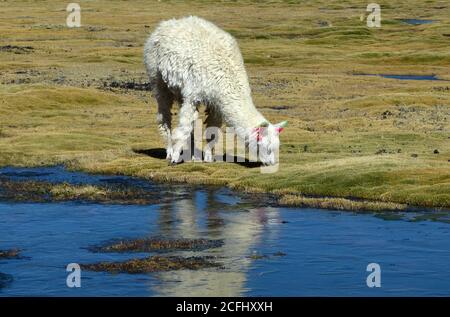 Weiße flauschige Alpaka grasen im andengrasland. Niedliche shaggy Alpaka Huacaya in der Nähe von Wasser. Tier Vicugna pacos auf der grünen Bofedales Moosweide. Stockfoto