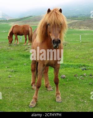 Rötlich isländisches Pferd aus der Nähe. Sauerampfer mit dicker Mähne und langen Pony auf der Weide in Island. Equus ferus caballus. Berühmte fünf-Gang-Rasse. Stockfoto