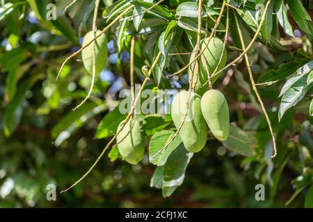 Grüne Mangofrüchte in der Saison hängen von seinem Baum Stockfoto