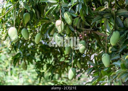 Grüne Mangofrüchte in der Saison hängen von seinem Baum Stockfoto