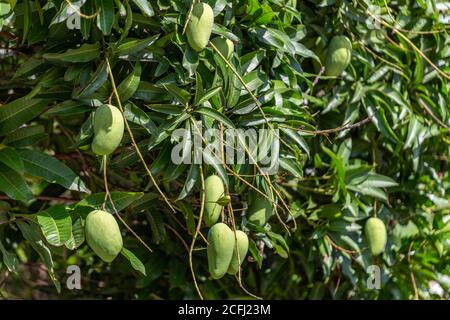 Grüne Mangofrüchte in der Saison hängen von seinem Baum Stockfoto