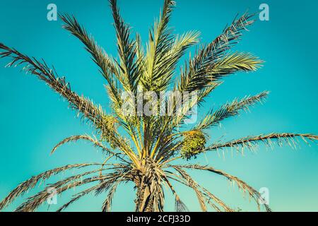 Blick auf die oberste Palme mit Früchten, die an ihr hängen Verzweigungen Stockfoto