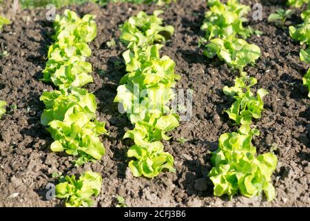 Frische junge grüne und rote Salatpflanzen auf einem sonnigen Gemüsegarten Patch. Vitamine gesunde biologische homegrown Frühjahr Bio - Stock Bild Stockfoto