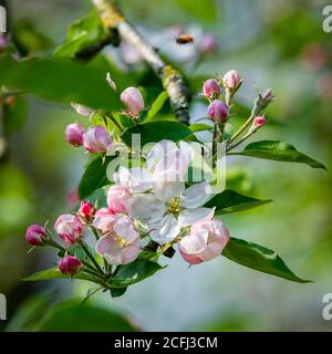 Apple Blossom Nahaufnahme Stockfoto