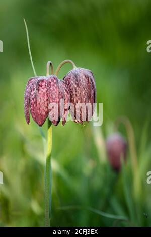 Schlangen Kopf Fritillary Blumen, Fritillaria meleagris Stockfoto