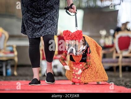 Ruby der Boxer Hund als Königin der Herzen gekleidet, während einer Alice im Wunderland und Charlie und der Chocolate Factory themed Furbabies Dog Pageant in Jodhpurs Riding School in Tockwith, North Yorkshire. Stockfoto