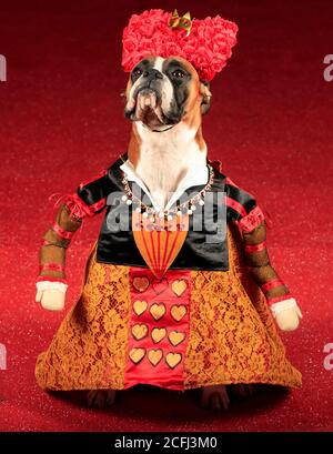 Ruby der Boxer Hund als Königin der Herzen gekleidet, während einer Alice im Wunderland und Charlie und der Chocolate Factory themed Furbabies Dog Pageant in Jodhpurs Riding School in Tockwith, North Yorkshire. Stockfoto