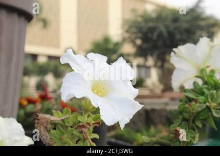 Die blühenden weißen vier Uhren im kalten Wetter. Stockfoto