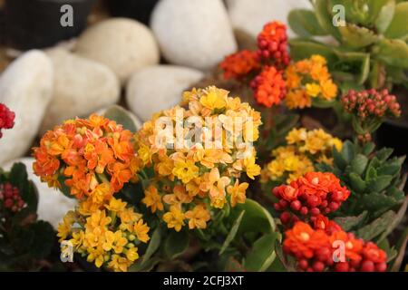 Tropisches Milchkraut Asclepias curassavica. Stockfoto