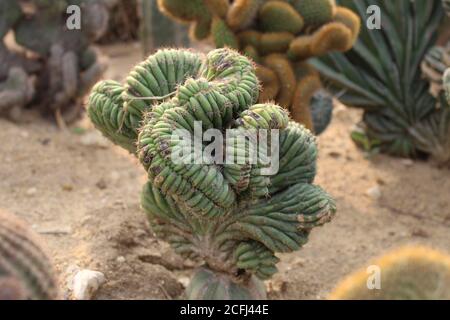 Behaarter, stacheliger, alter Männerkaktus. Stockfoto