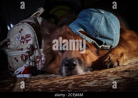 Deutsches Schäferhund-Portrait in einem Studio. Stockfoto