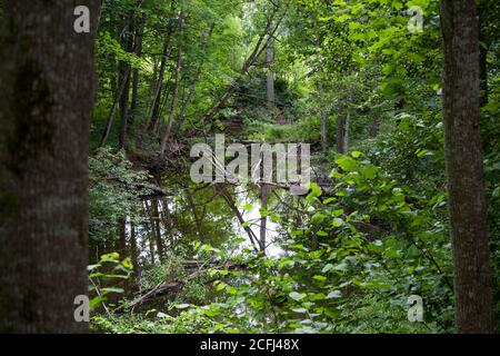 FEN bewaldete Sümpfe Stockfoto