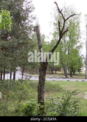 DER ALTE TOTE BAUM steht wie ein Y in der Landschaft Stockfoto