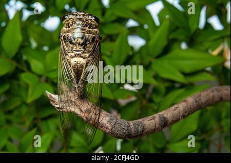 Japanische Cicada - Graptopsaltria nigrofuscata, die große braune, genannt Aburazemi auf Japanisch. Auf trockenem Ast. Isoliert auf unscharfen Bokeh-Hintergrund. Stockfoto