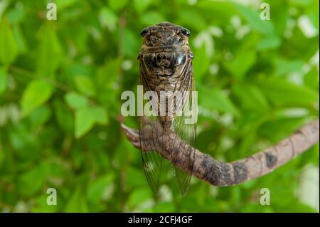 Japanische Cicada - Graptopsaltria nigrofuscata, die große braune Cicada, auf Japanisch Aburazemi genannt. Auf trockenem Ast. Stockfoto